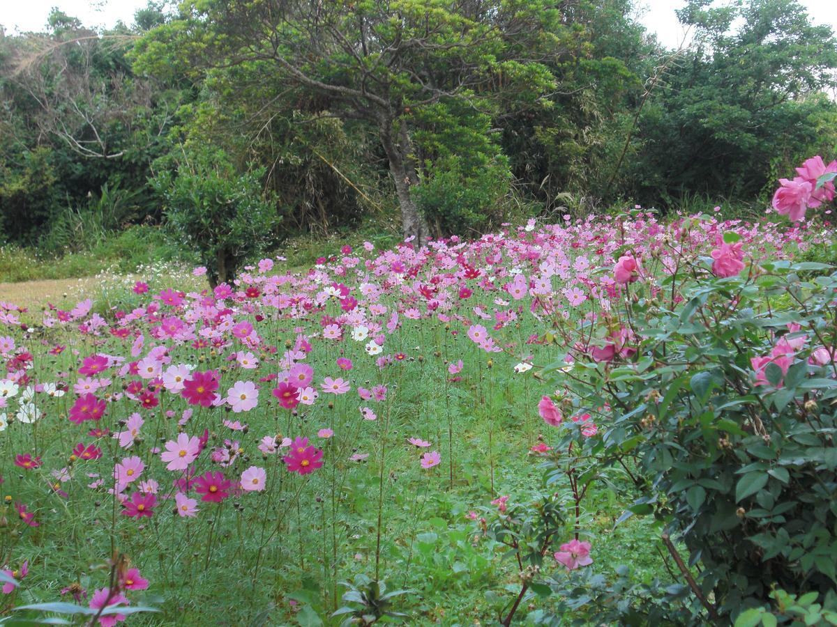 Villa Matayoshi Coffee Farm Higashi Exterior foto